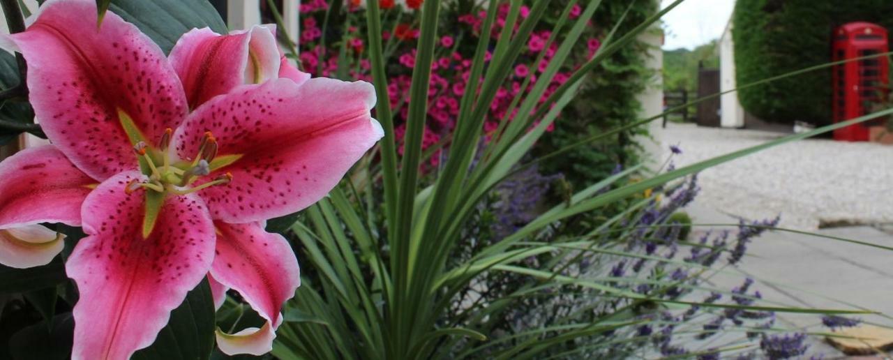 Hope Orchard Bed & Breakfast Cheltenham Ngoại thất bức ảnh